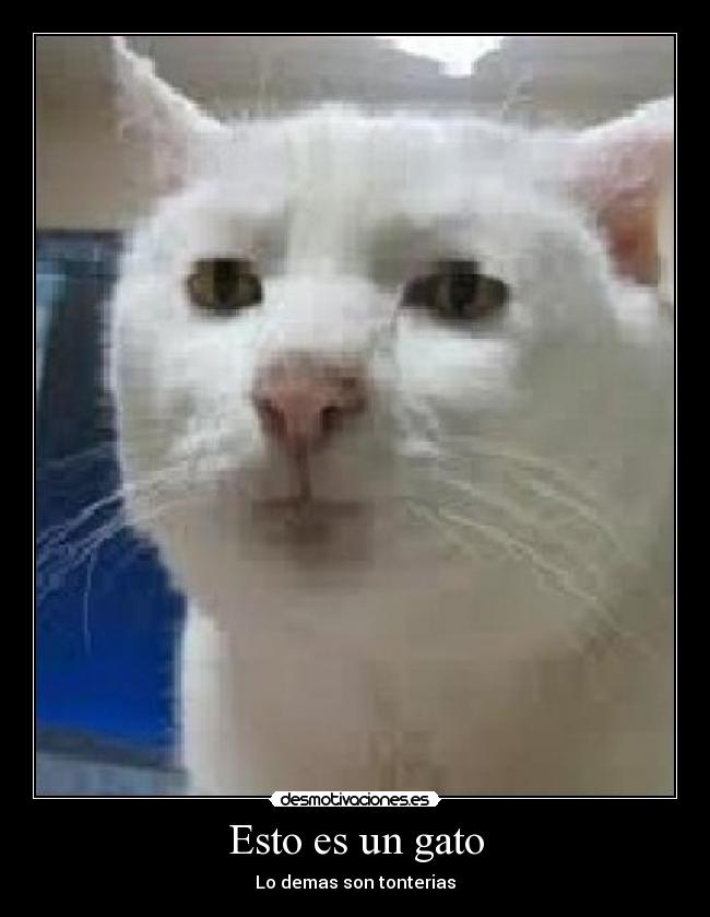 Esto es un gato -