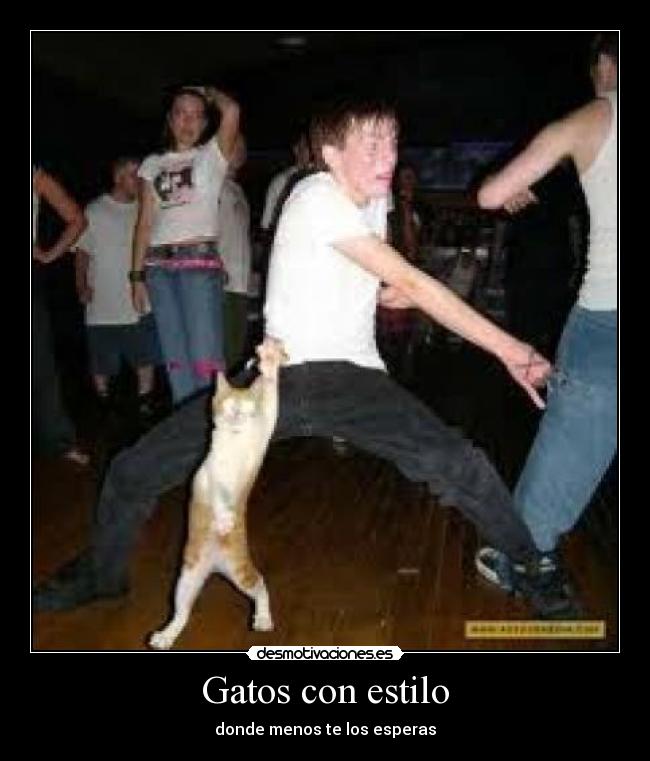 Gatos con estilo - 