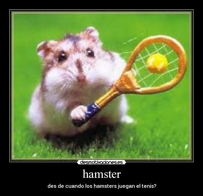 hamster - 