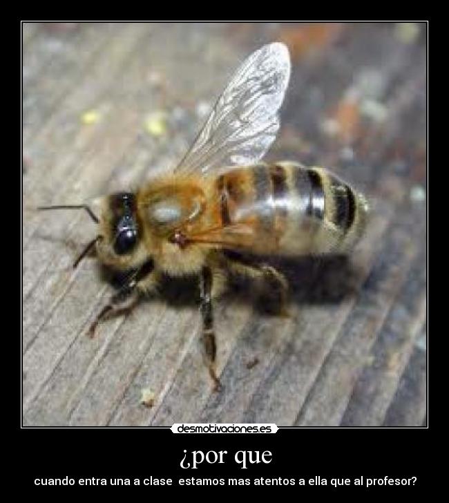 ¿por que - cuando entra una a clase  estamos mas atentos a ella que al profesor?
