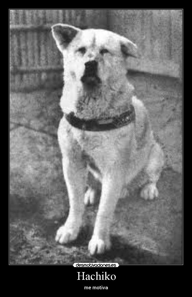 Hachiko - me motiva