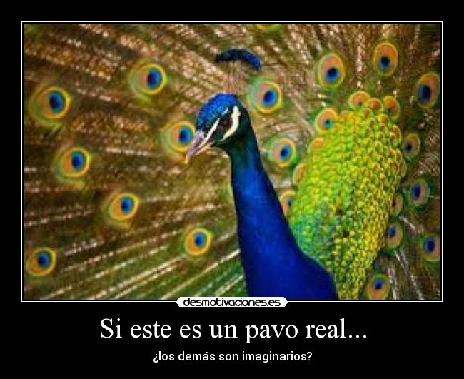 carteles pavo desmotivaciones