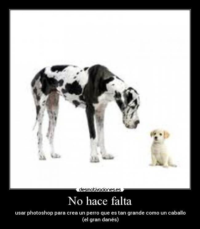 No hace falta - usar photoshop para crea un perro que es tan grande como un caballo
(el gran danés)