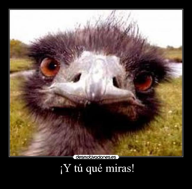 ¡Y tú qué miras! - 