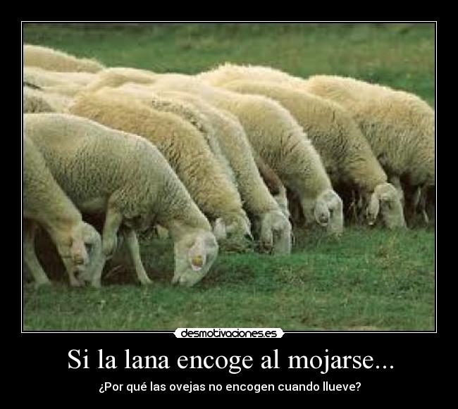 carteles preguntas estupidas desmotivaciones