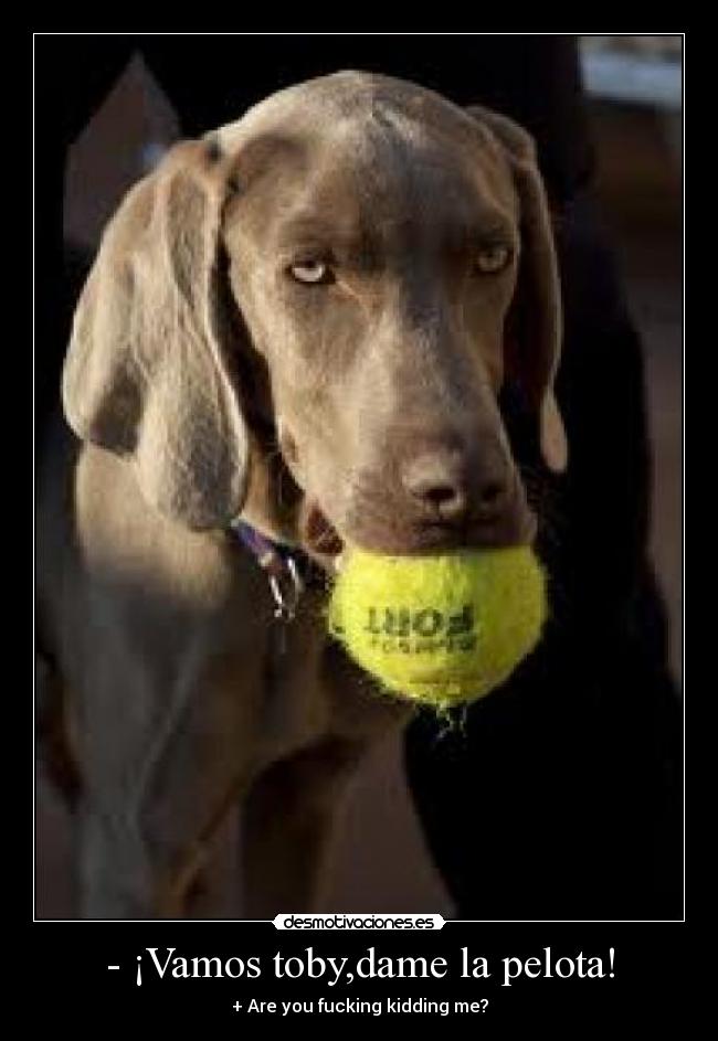 - ¡Vamos toby,dame la pelota! - + Are you fucking kidding me?