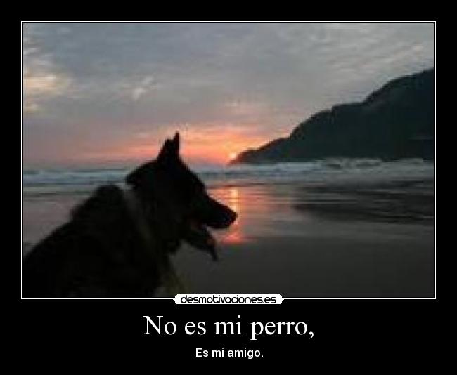 No es mi perro, -