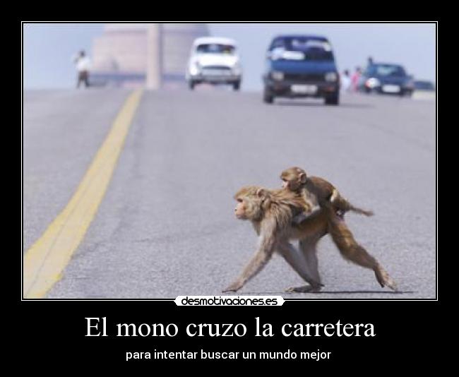 El mono cruzo la carretera - para intentar buscar un mundo mejor
