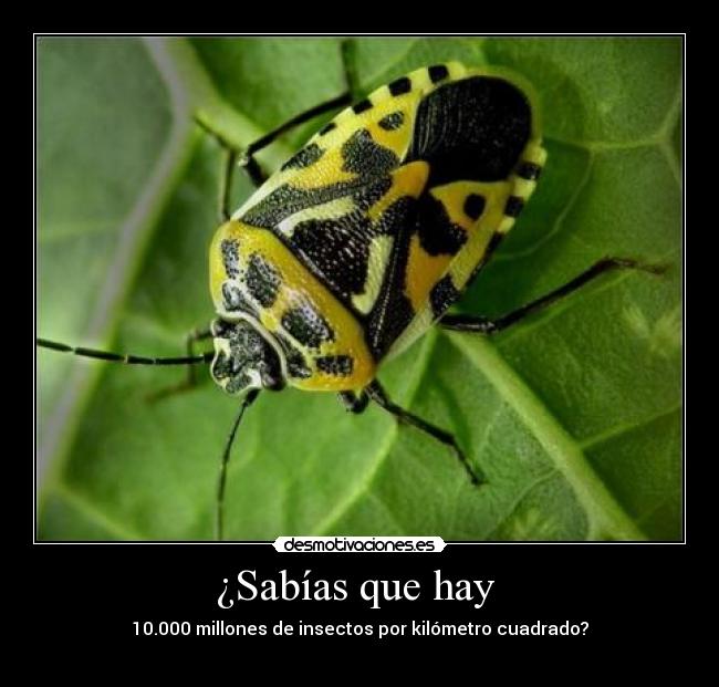 carteles insectos sabias que desmotivaciones