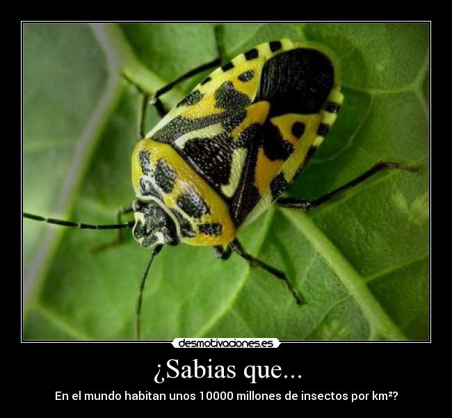 ¿Sabias que... - 