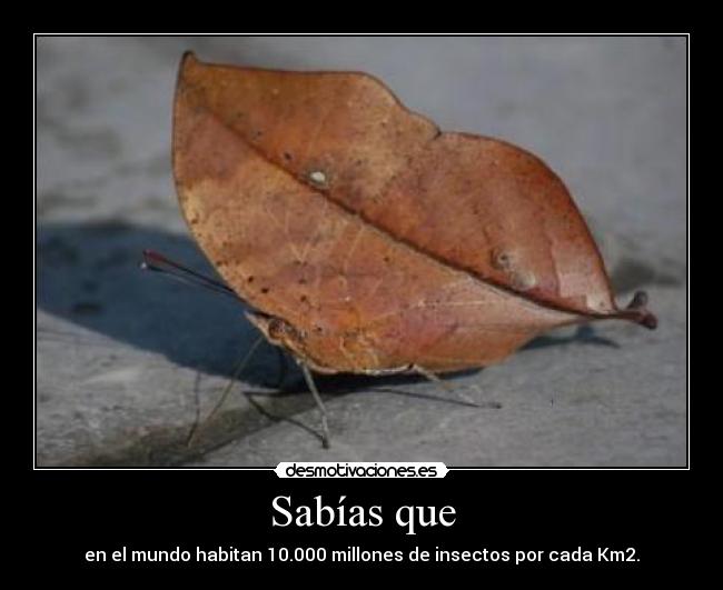 Sabías que - en el mundo habitan 10.000 millones de insectos por cada Km2.