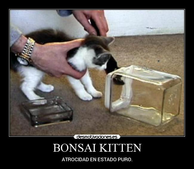 BONSAI KITTEN - 