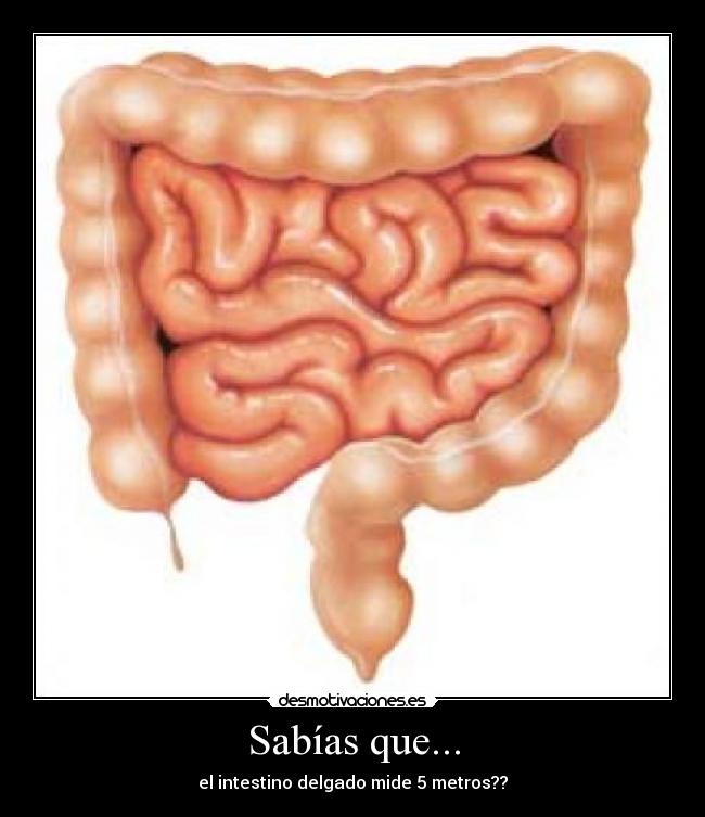 Sabías que... - el intestino delgado mide 5 metros??