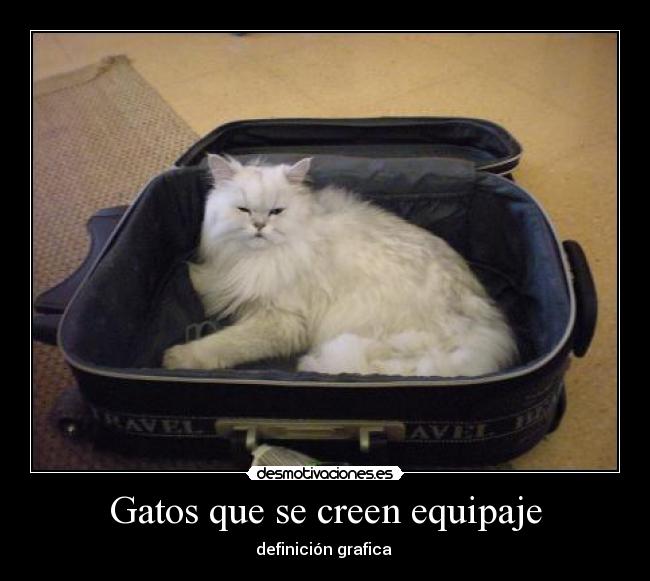 Gatos que se creen equipaje - 
