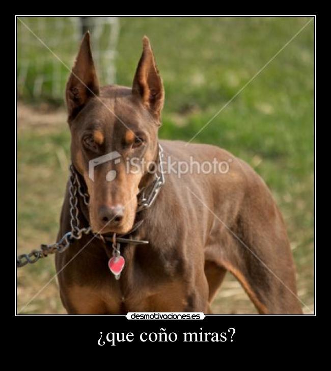 ¿que coño miras? -