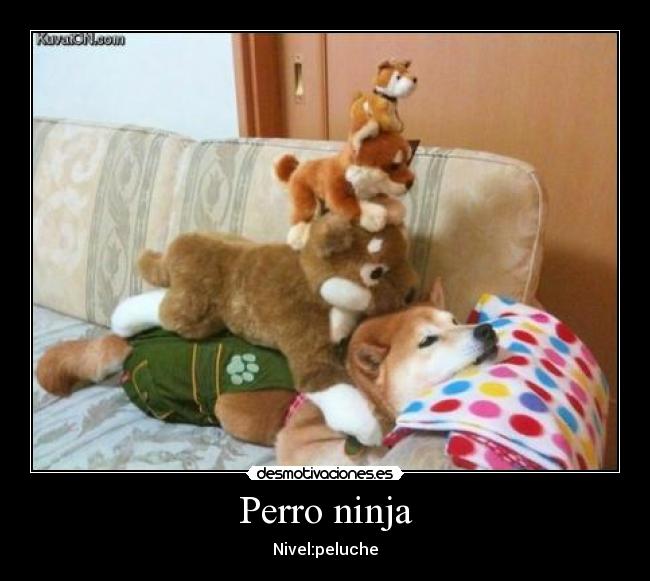 Perro ninja -