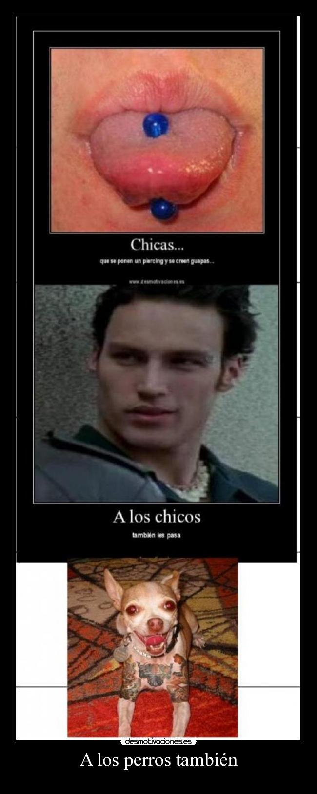 A los perros también -