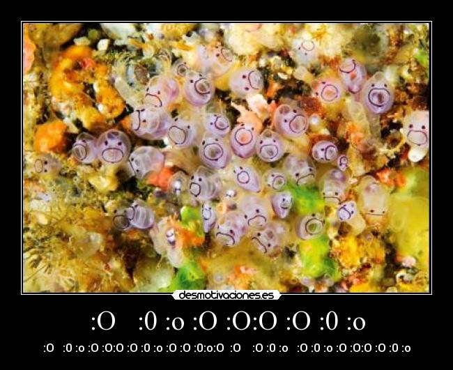 :O   :0 :o :O :O:O :O :0 :o - 