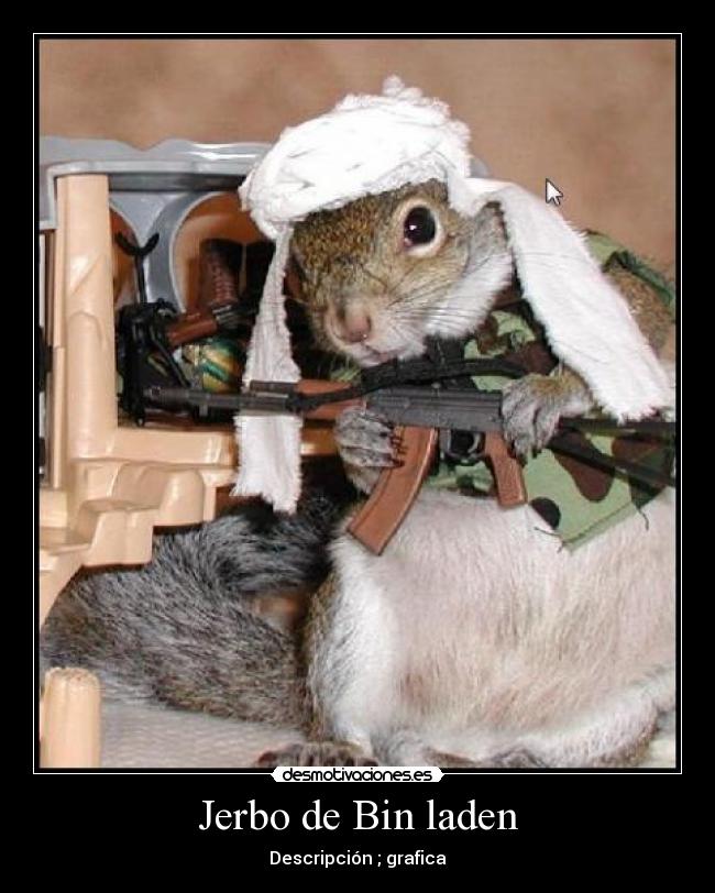Jerbo de Bin laden - 