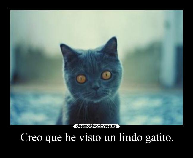 Creo que he visto un lindo gatito. -
