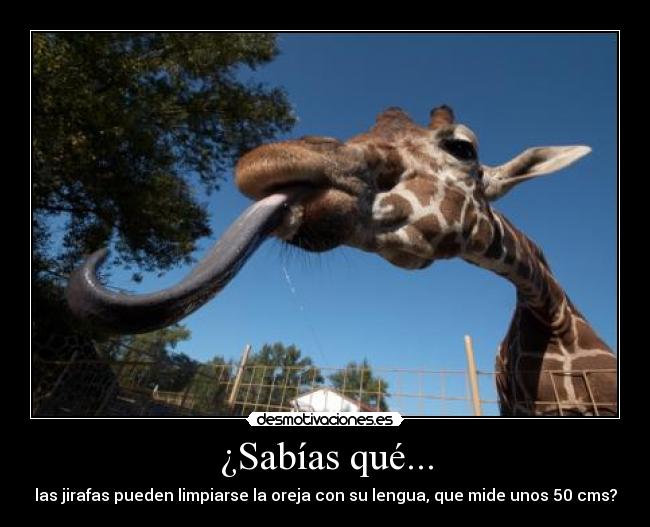 ¿Sabías qué... - las jirafas pueden limpiarse la oreja con su lengua, que mide unos 50 cms?