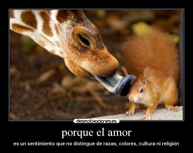 porque el amor -