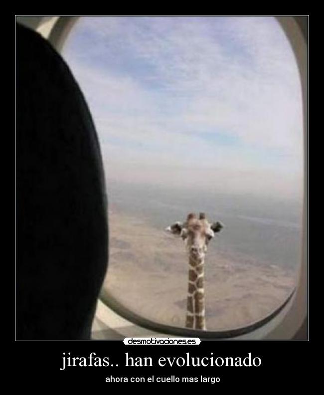 jirafas.. han evolucionado -