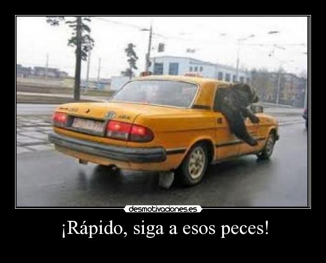 ¡Rápido, siga a esos peces! - 