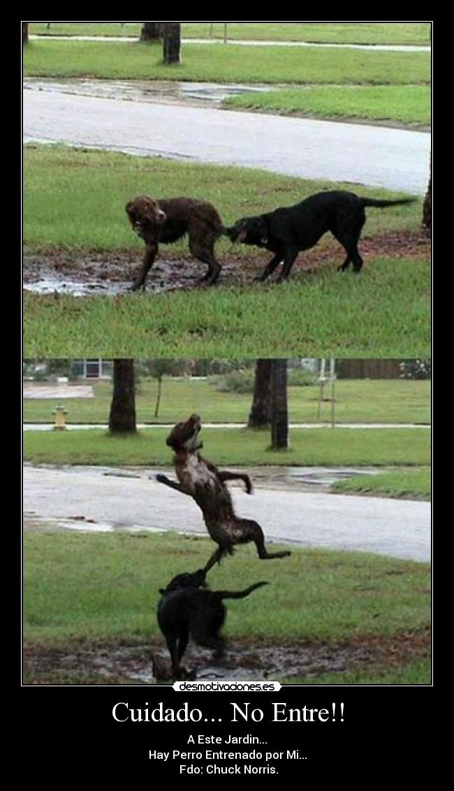 Cuidado... No Entre!! - A Este Jardin...
Hay Perro Entrenado por Mi...
Fdo: Chuck Norris.