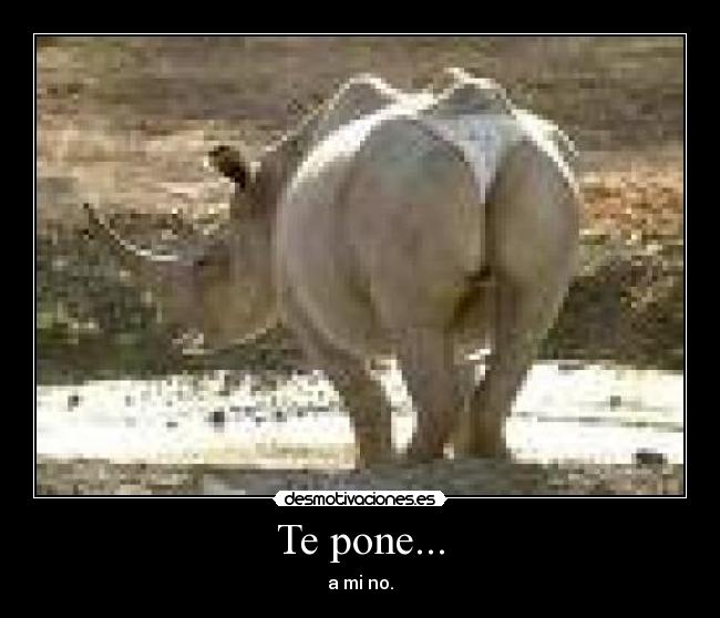 Te pone... -
