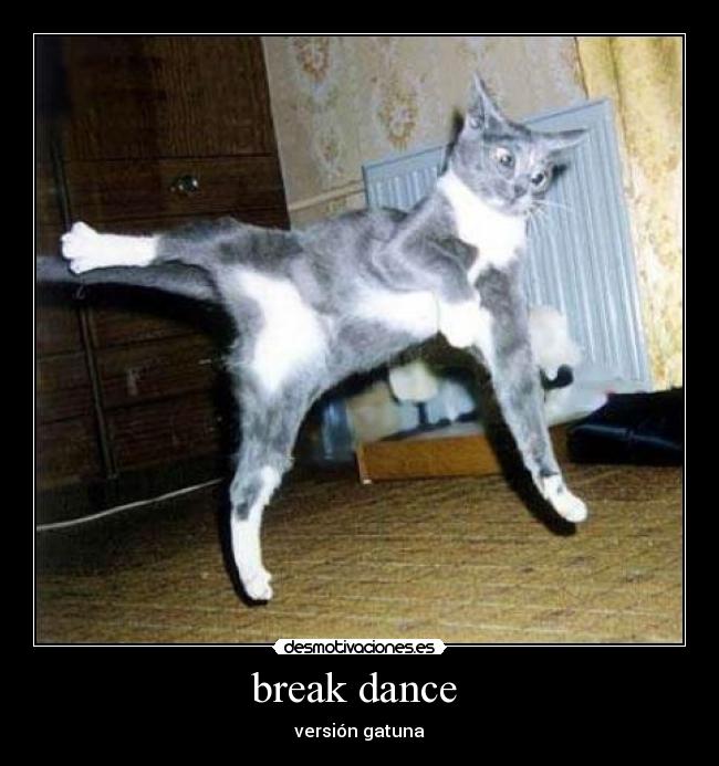 break dance - versión gatuna