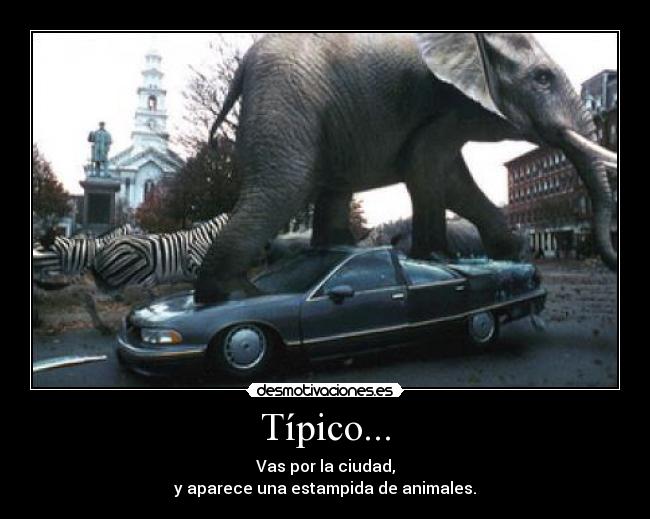Típico... - Vas por la ciudad,
y aparece una estampida de animales.