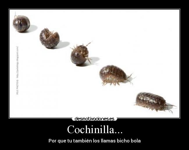 carteles cochinilla bicho bola desmotivaciones