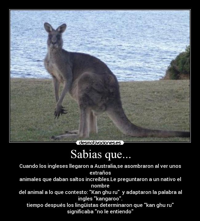 Sabias que... - Cuando los ingleses llegaron a Australia,se asombraron al ver unos
extraños
animales que daban saltos increíbles.Le preguntaron a un nativo el
nombre
del animal a lo que contesto: Kan ghu ru  y adaptaron la palabra al
ingles kangaroo.
tiempo después los lingüistas determinaron que kan ghu ru
significaba no le entiendo