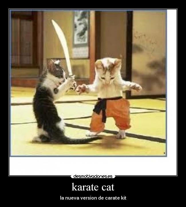 karate cat -