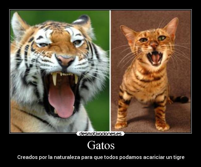 carteles gatos gatos desmotivaciones