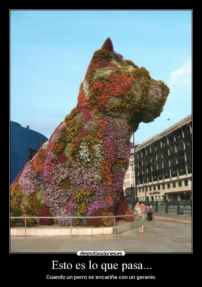 Esto es lo que pasa... - Cuando un perro se encariña con un geranio.