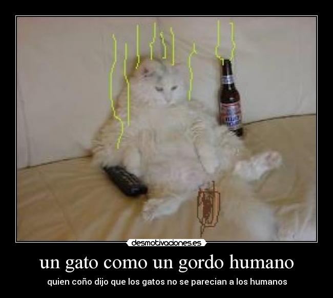 un gato como un gordo humano - 