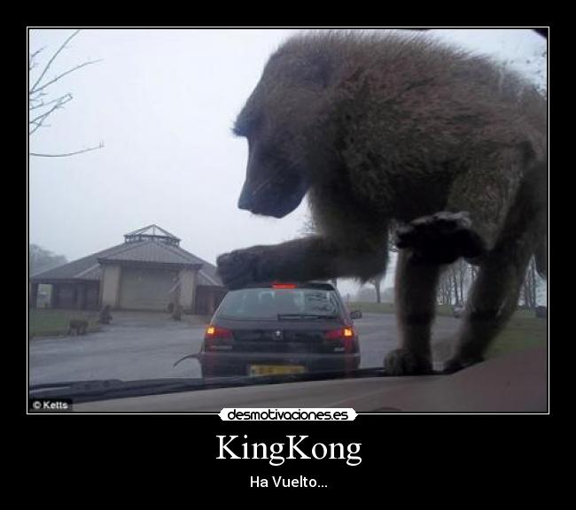 KingKong -