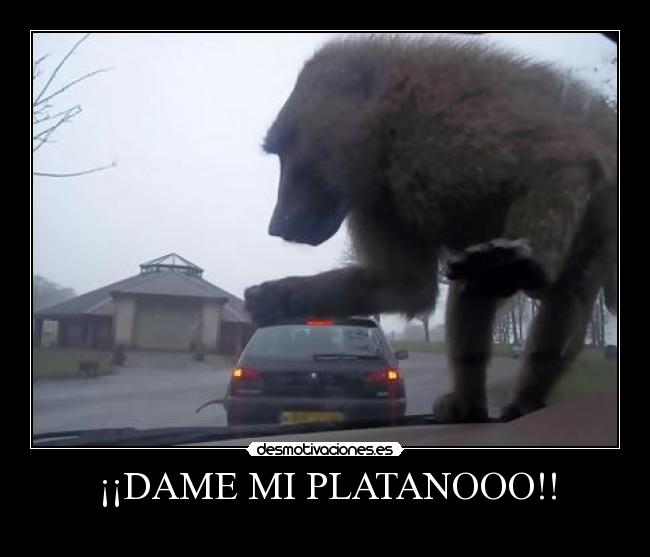 ¡¡DAME MI PLATANOOO!! -