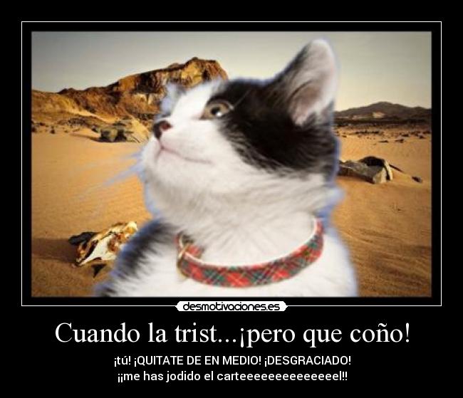 carteles gatosen medio desierto desmotivaciones