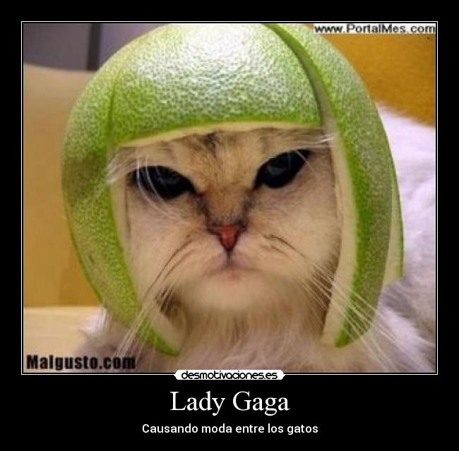Lady Gaga - Causando moda entre los gatos