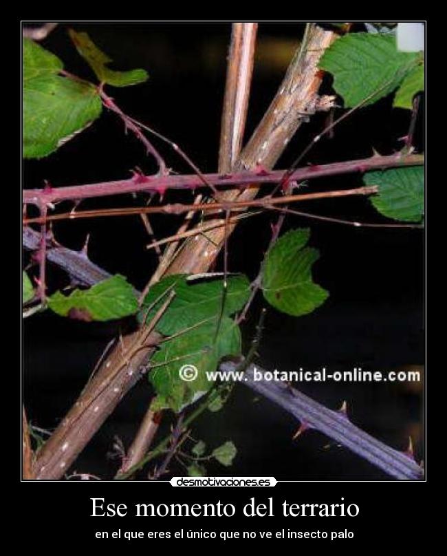 Ese momento del terrario - en el que eres el único que no ve el insecto palo