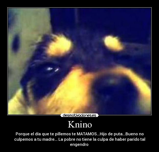 Knino -