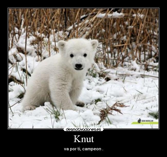 Knut - va por ti, campeon .
