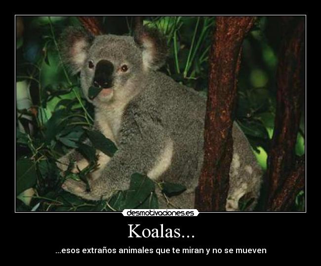 Koalas... - ...esos extraños animales que te miran y no se mueven