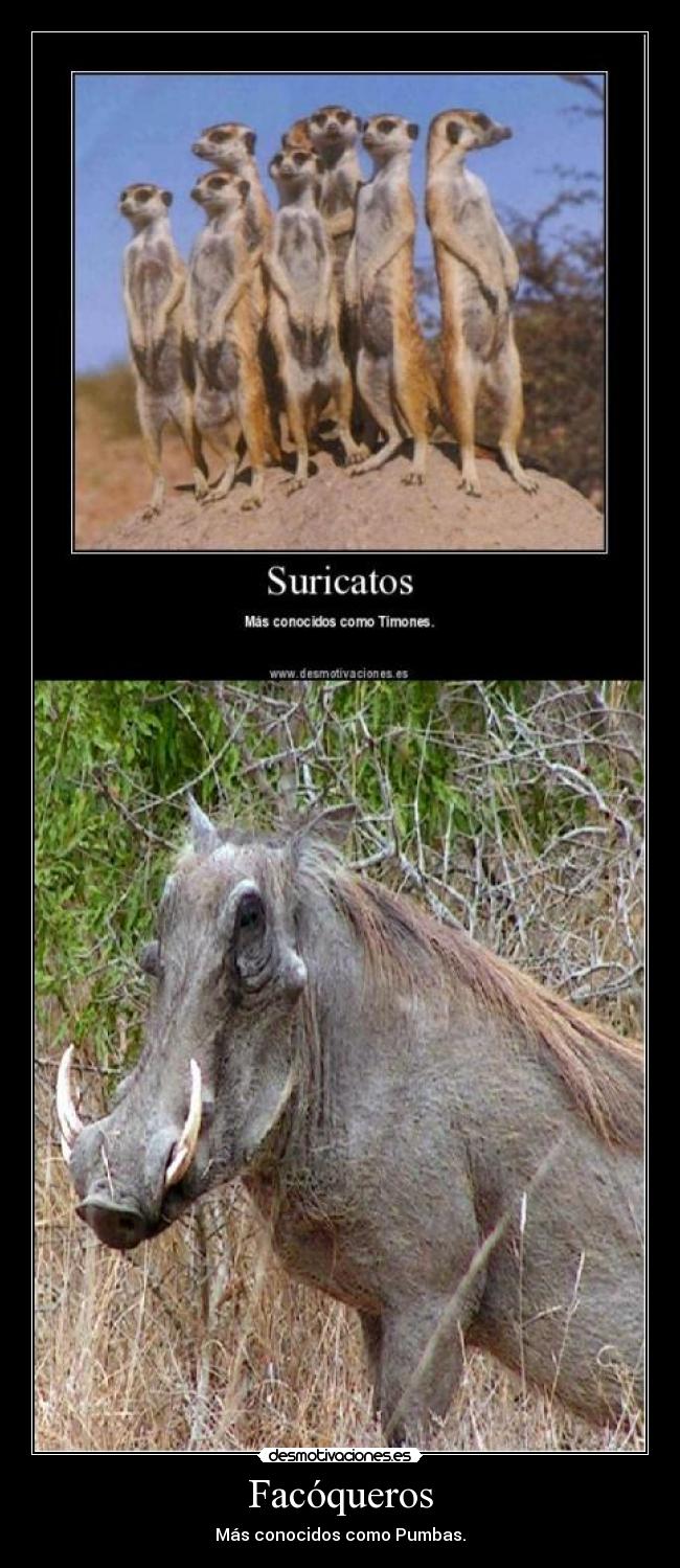 Facóqueros - Más conocidos como Pumbas.