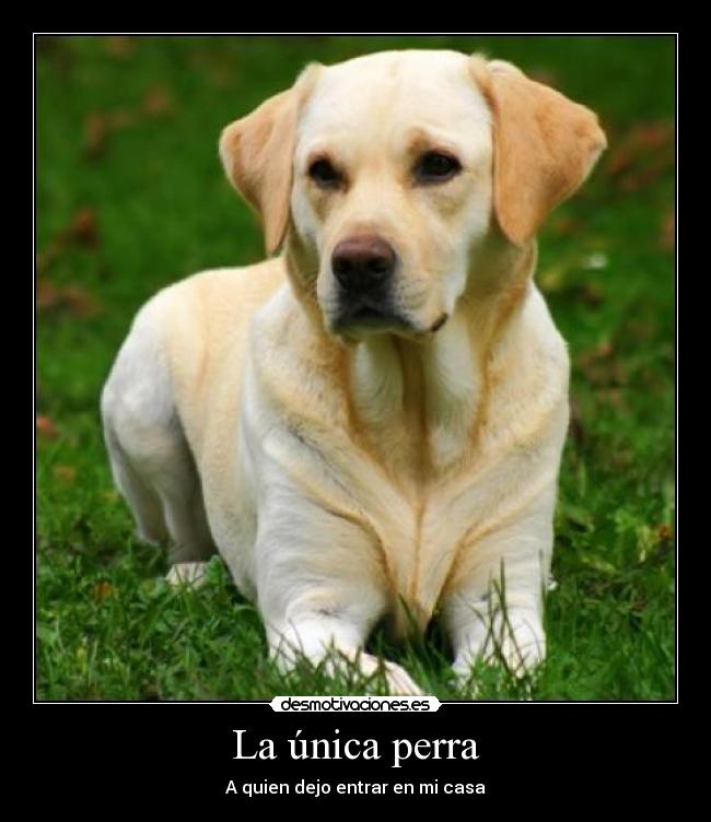 La única perra -