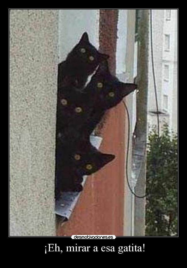 ¡Eh, mirar a esa gatita! -