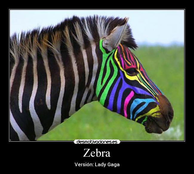 Zebra -